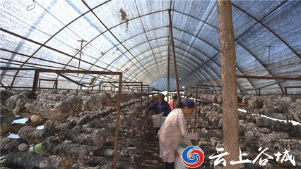 谷城石花鎮 培育特色農產品深加工 推動農業產業鏈優化升級