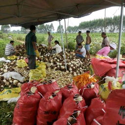 荔浦芋頭6cm以上批發(fā)供應與市場行情解析